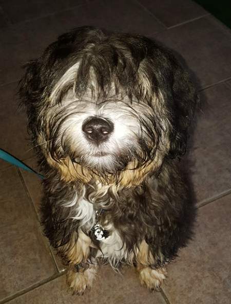 tibetan terrier1.jpg